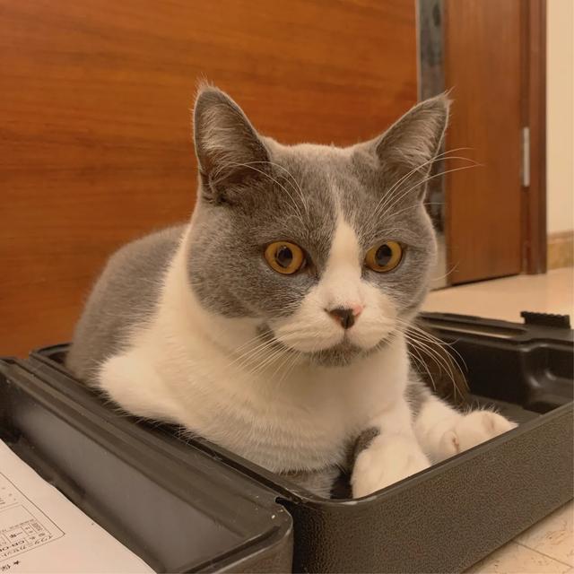 厦门宠物托运公司电话:宠物猫怎么运输到外省求解？