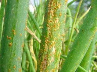锈斑猫高级危险猫种:种植的大葱、大蒜，锈病是什么原因造成的？如何防治？