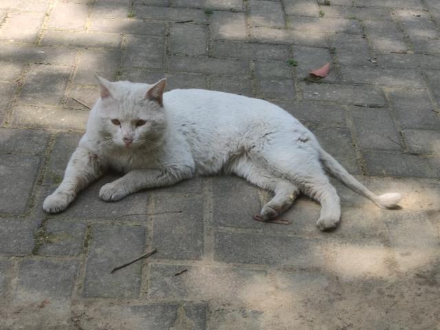 微波炉虐猫事件:猫猫犯了错，你们打不打该怎么处理