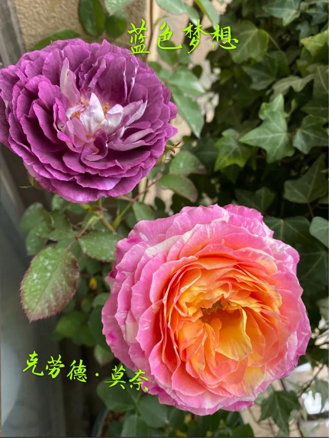 最香的几款月季品种是什么？插图150