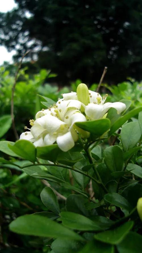 头条问答 - 什么品种的茉莉花适合在东北养?(20个回答)