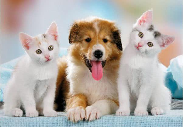 猫狗:为什么猫狗打斗狗总处于下风？如果真的打起来，狗能打过猫吗？