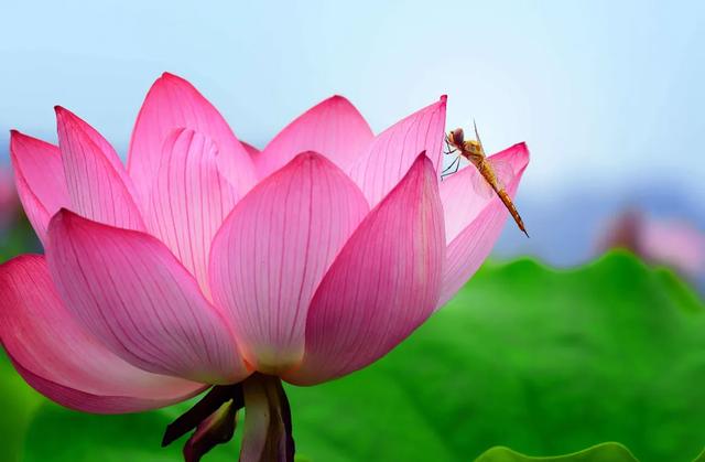 请问 莲花与荷花是不是同一种花 有区别吗 头条问答