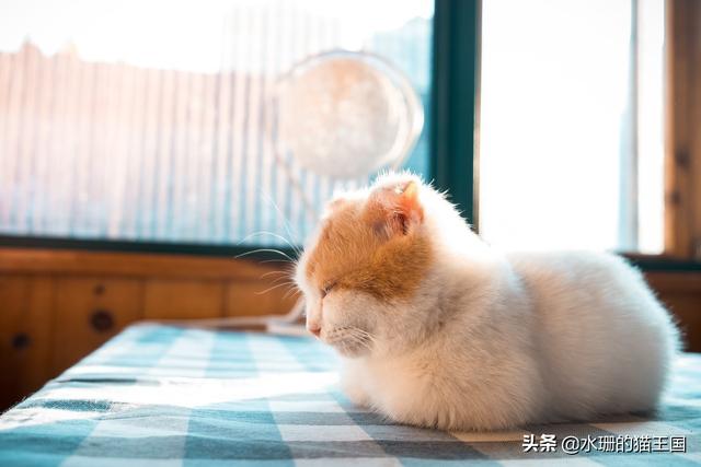 冬天养猫注意事项:猫咪冬天寒冷时一整天的睡正常吗？