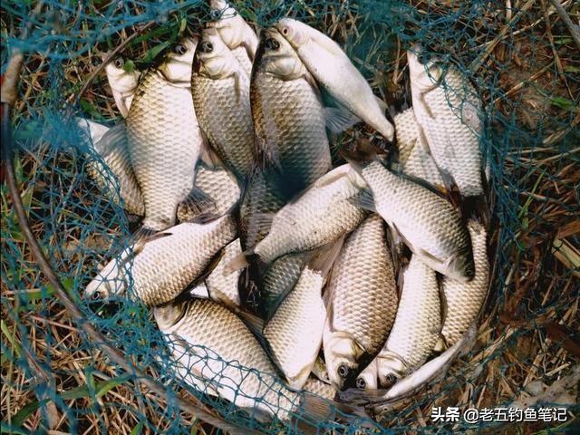 可以钓鱼红虫怎么养:红虫钓饵一年到头都可以用吗？