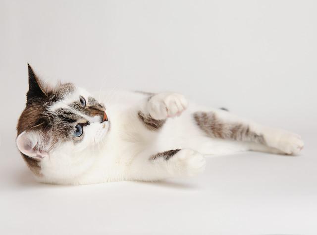 甘肃 猫坚强:养猫，有哪些事情需要注意？ 我甘肃坚强