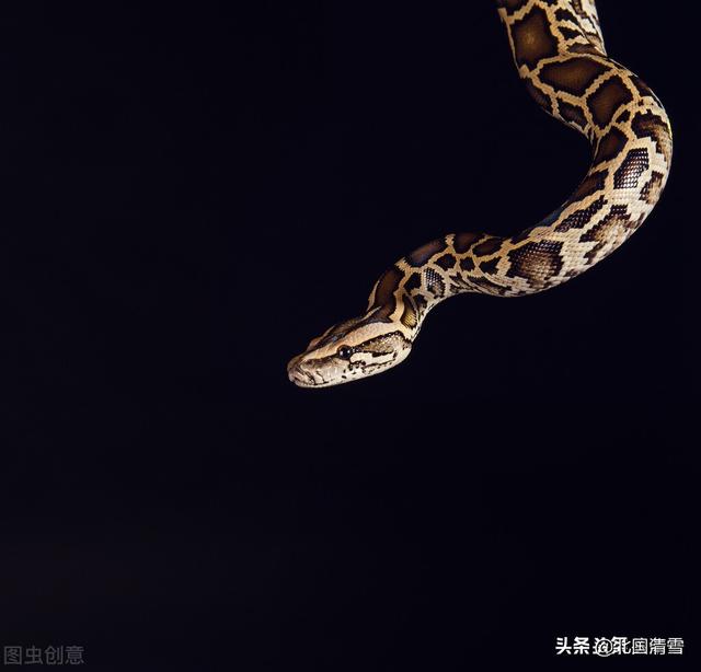 看见蛇:为什么老人说:看见交配中的蛇，不能上前打断要转身走开？