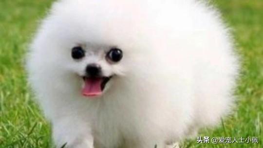 改变世界的犬类:狗是远古人类驯服狼后进化来的，还是狼自身进化而来的？