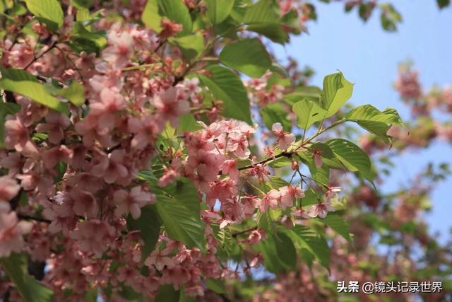 梁朝伟樱花照:如何评价《摆渡人》这部电影