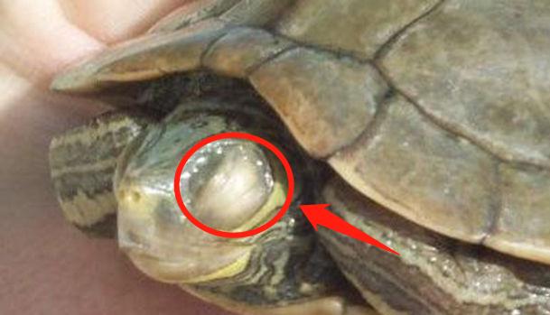 乌龟的白眼病:怎么判断乌龟是否得了白眼病？怎样治疗白眼病？