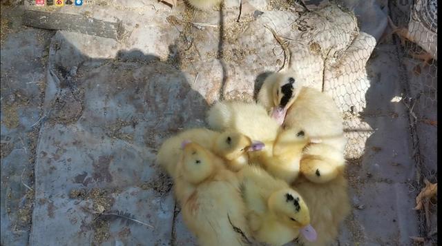 突然大量呕吐死亡:猫咪突然呕吐死亡 鹅拉白黄屎，口吐黄水突然死亡是什么原因？体重二三斤左右？