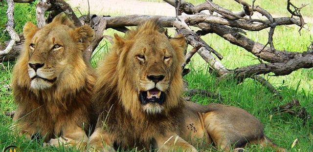 莫斯瓦兄弟t先生和卷尾是不是双胞胎?-百科网