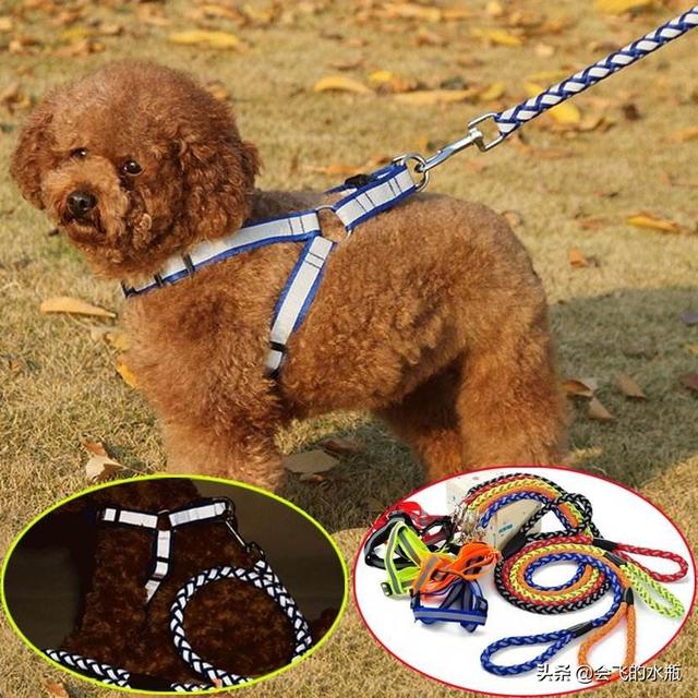 香槟色泰迪犬怎么养:宠物狗泰迪的饲养方法，两个月小泰迪怎么养？