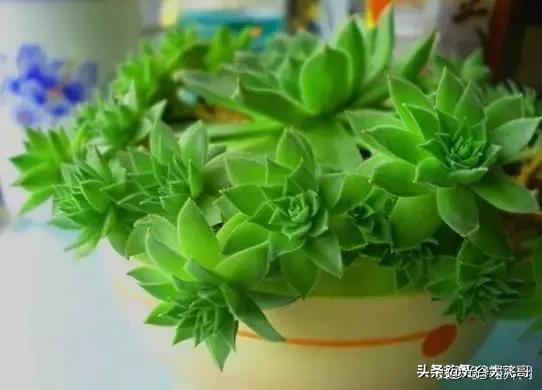 长生草属:景天科多肉植物耐多少度低温？低温该如何养护？