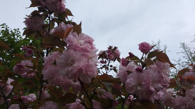 古代探花和现代探花谁厉害？