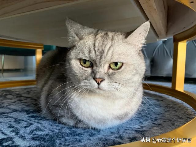 踩到猫了谱子:猫咪便便后总是踩到屎，是因为它蠢吗？