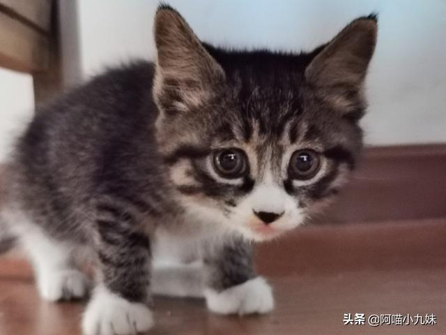 狸花猫宠物知识大全:为什么中国狸花猫的野性比较大？ 狸花猫的知识