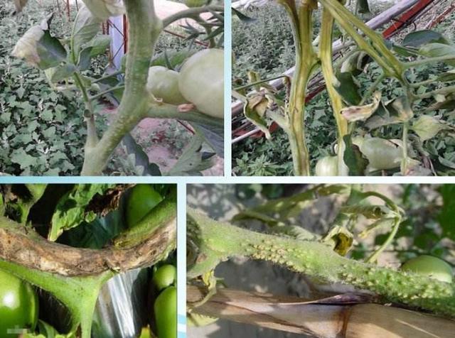 鸟眼辣椒:番茄溃疡病有什么危害？怎样防治？