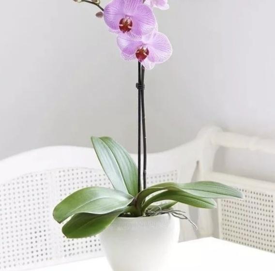 头条问答 蝴蝶兰扦插繁殖方法有哪些 24个回答