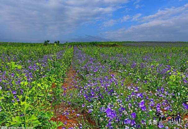 2022年种哪些药材能赚钱，农村种植什么药材不愁销路挣钱快