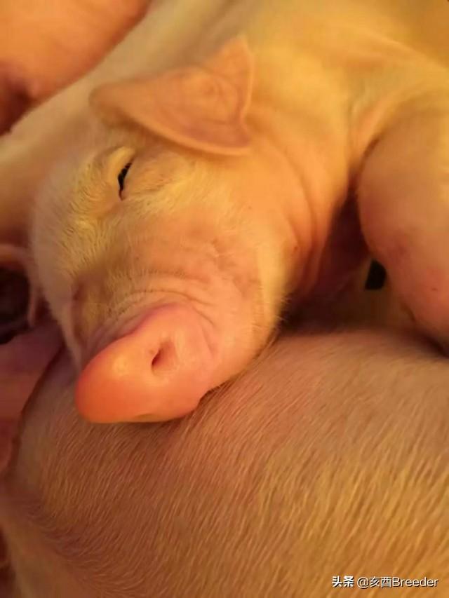 母猪的产后护理全文免费阅读:母猪的产后护理小说免费阅读 母猪下崽，怎样干身、剪牙、断脐？