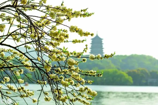 如何欣赏白居易的《钱塘湖春行》？