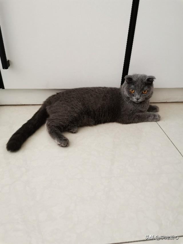 为什么猫咪能缩在小盒子里面:猫养在纸箱子里，然后把猫粮和猫砂放在纸箱里面，这样可以不？