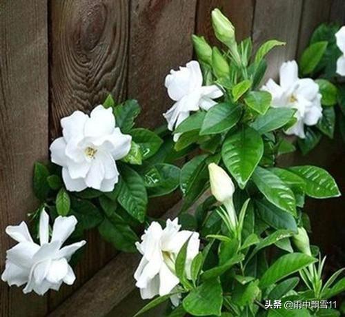 栀子花叶片发黄,是水大还是水少或缺肥？一头雾水呀？