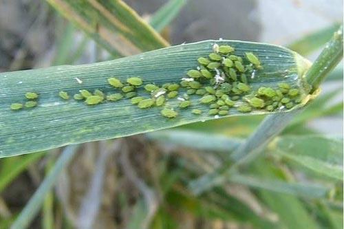 头条问答 - 为什么感觉今年蚜虫特别多?(8个回答)