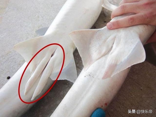 鲸鱼爆炸:全国仅找到一例在南海，罕见的鲸落，世界最浪漫的死亡名不虚传？