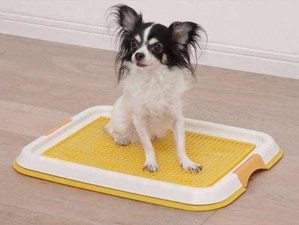 汪哇哇宠物碗:狗食盆可以用人洗碗用的洗洁精来洗狗食盆吗？
