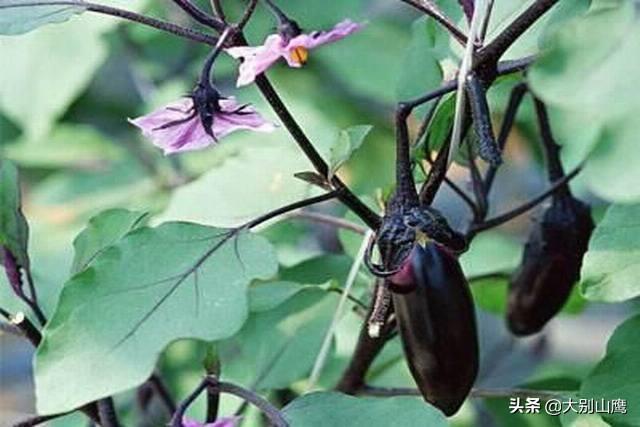 头条问答 茄子摘叶何时更好 11个回答