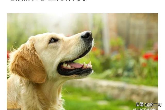琴仙的小宠物饲养日记漫画:为什么现在农村养看家狗的少了？