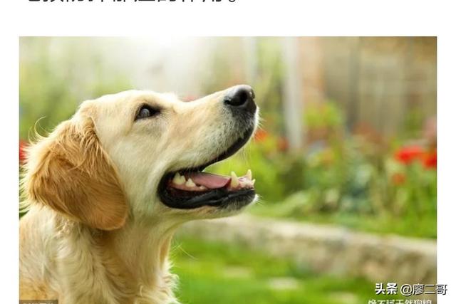 apex寻血猎犬震慑者:apex寻血猎犬震慑者皮肤 哈士奇为什么不适合做警犬？