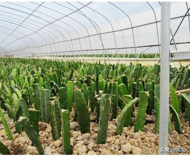 火龙果种植方法火龙果种植方法和后期养护