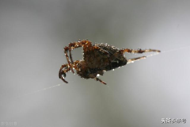 蜈蚣补肾，蜈蚣的功效与作用有哪些？