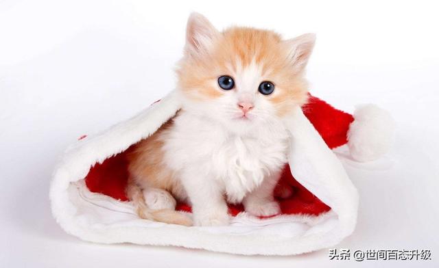 44921猫咪吃西瓜小游戏:小奶猫多久可以断奶？每天追着母猫吃奶？
