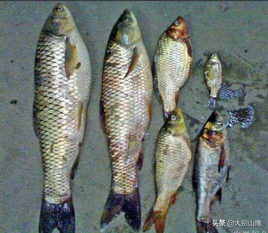 观赏水族疾病防治学:鱼缸的观赏鱼用药之后，我们需要如何换水和清洗滤材呢？