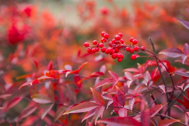 头条问答 - 兰天竹施什么肥最合适?(28个回答)