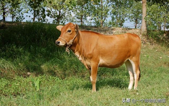 头条问答 - 南阳黄牛的特点是什么?(10个回答)
