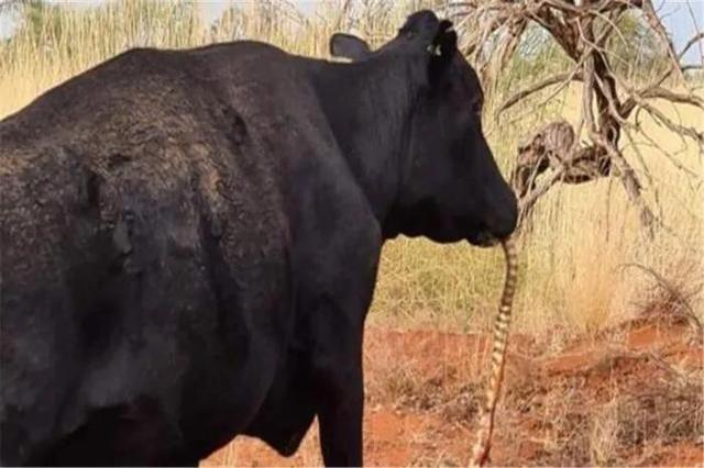 专门吃蛇的猫科动物:食草动物改吃肉？澳洲母牛嘴里叼着一只蛇，这意味着什么？