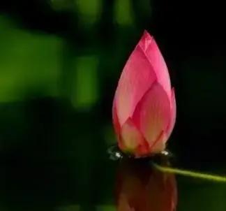 爱花之人,你最爱哪些咏花的诗句？