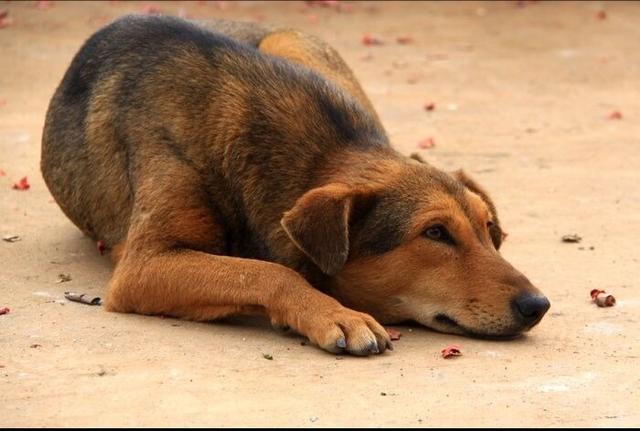 中国福犬那里有售:为什么老猎人养狗都喜欢养花舌头的啊？ 中国福犬