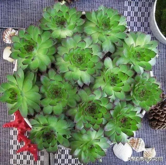 长生草属:景天科多肉植物耐多少度低温？低温该如何养护？