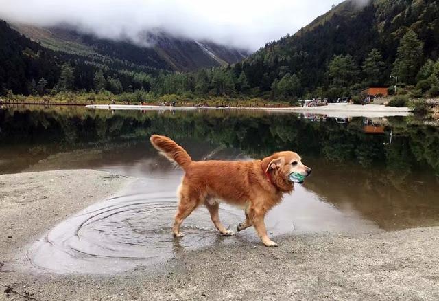 卡南犬的图片和信息:狗狗老了之后，要在哪些小事上将就它？