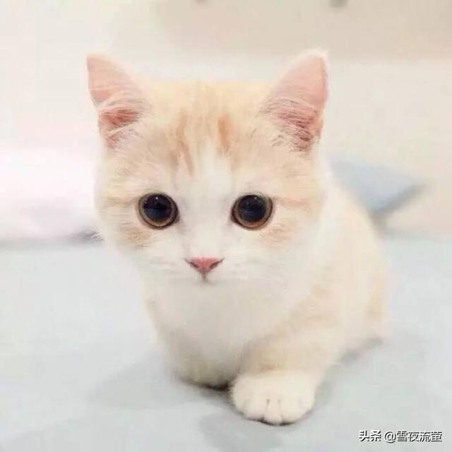 来养一只电子宠物猫:养一只小奶猫是什么体验？