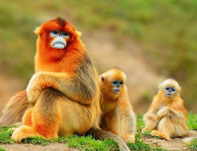 神秘生物图片，神农架的原始森林最深处有什么未知生物存在吗