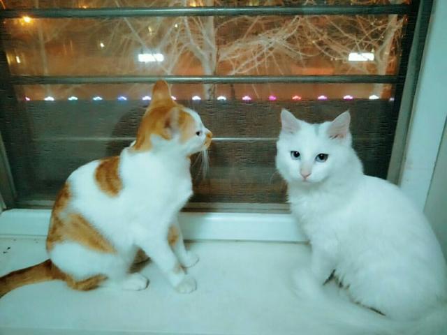 伟嘉干粮可以给猫长期吃吗:猫咪一直吃猫粮可以吗？为什么？