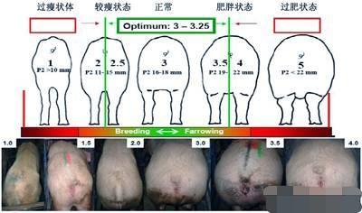 母猪的产后护理abo文案:母猪的产后护理评论文案 如何防止母猪产后发热不食症？