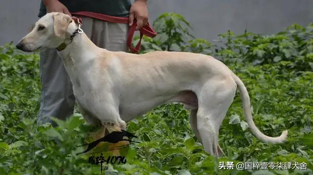 恶霸犬攻击性强吗，哪些狗狗看似面善，实际战斗力很强